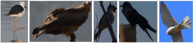 Figure 2 for Bird Species Classification using Transfer Learning with Multistage Training