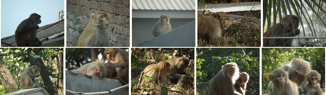 Figure 4 for Unique Identification of Macaques for Population Monitoring and Control