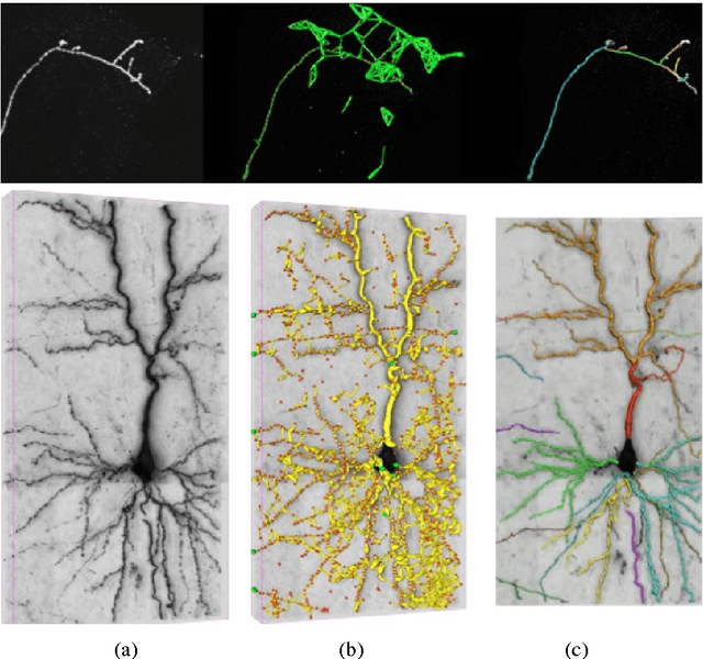 Figure 3 for Modeling Brain Circuitry over a Wide Range of Scales