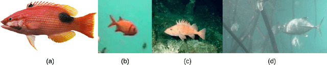Figure 1 for A Realistic Fish-Habitat Dataset to Evaluate Algorithms for Underwater Visual Analysis