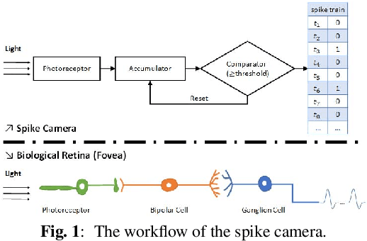 Figure 1 for A Retina-inspired Sampling Method for Visual Texture Reconstruction