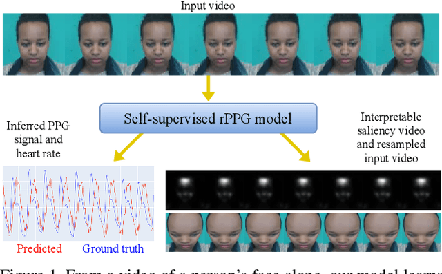 Figure 1 for The Way to my Heart is through Contrastive Learning: Remote Photoplethysmography from Unlabelled Video