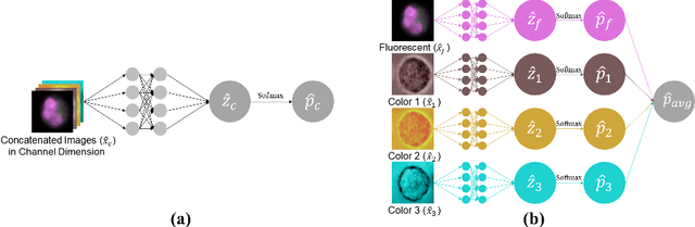 Figure 3 for Leukocyte Classification using Multimodal Architecture Enhanced by Knowledge Distillation