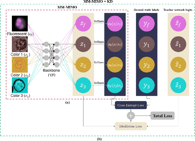 Figure 4 for Leukocyte Classification using Multimodal Architecture Enhanced by Knowledge Distillation