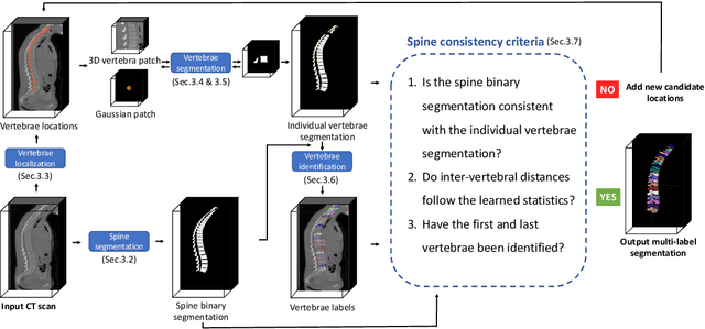 Figure 1 for Vertebrae segmentation, identification and localization using a graph optimization and a synergistic cycle