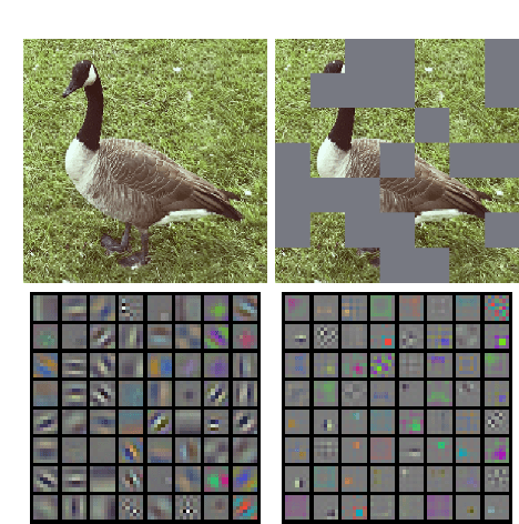 Figure 3 for Masked Siamese ConvNets