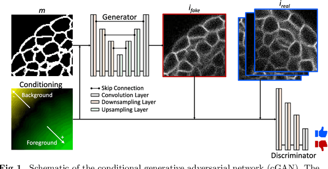 Figure 1 for 3D fluorescence microscopy data synthesis for segmentation and benchmarking