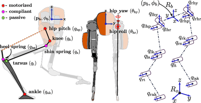 Figure 2 for Inverse Dynamics Control of Compliant Hybrid Zero Dynamic Walking