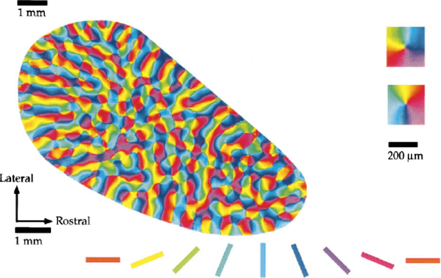 Figure 3 for The constitution of visual perceptual units in the functional architecture of V1