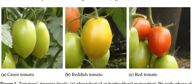 Figure 1 for Evaluating the Single-Shot MultiBox Detector and YOLO Deep Learning Models for the Detection of Tomatoes in a Greenhouse