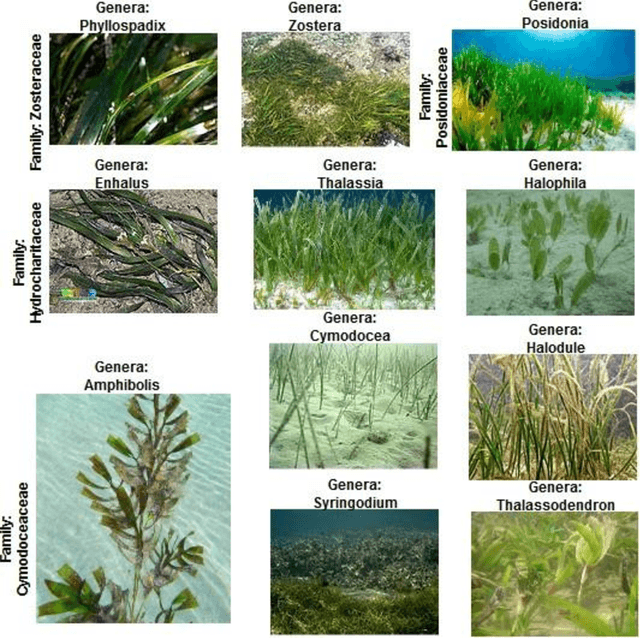 Figure 1 for Imaging and Classification Techniques for Seagrass Mapping and Monitoring: A Comprehensive Survey