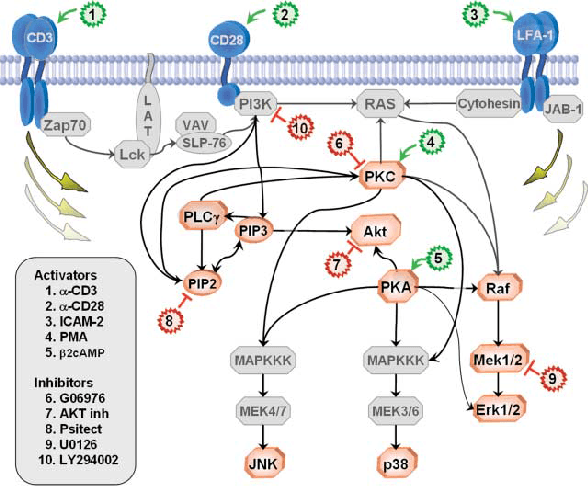 Figure 1 for FASK with Interventional Knowledge Recovers Edges from the Sachs Model