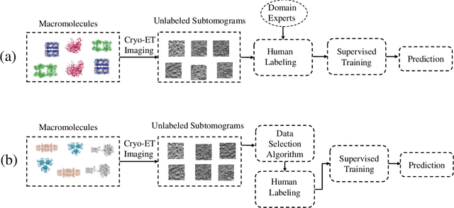 Figure 1 for Active Learning to Classify Macromolecular Structures in situ for Less Supervision in Cryo-Electron Tomography
