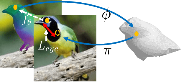 Figure 4 for Canonical Surface Mapping via Geometric Cycle Consistency