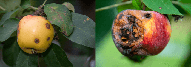 Figure 1 for The Plant Pathology 2020 challenge dataset to classify foliar disease of apples