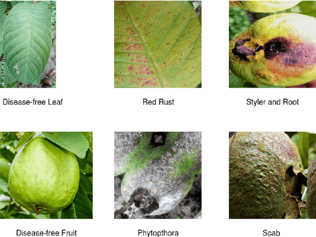 Figure 2 for Device-friendly Guava fruit and leaf disease detection using deep learning
