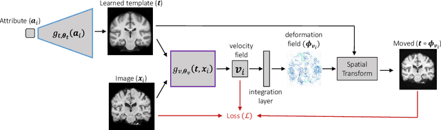 Figure 2 for Learning Conditional Deformable Templates with Convolutional Networks