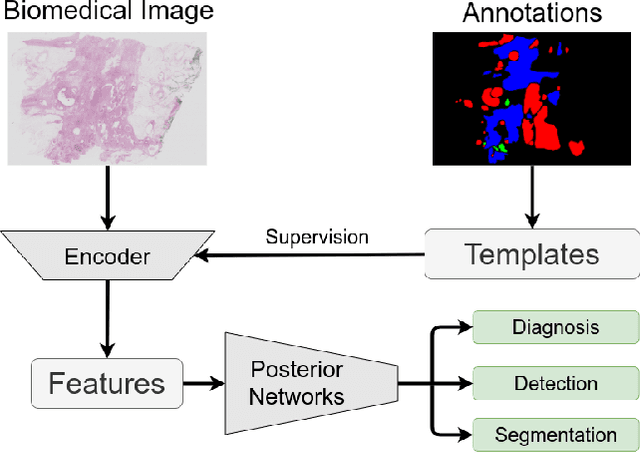 Figure 1 for T-Net: A Template-Supervised Network for Task-specific Feature Extraction in Biomedical Image Analysis