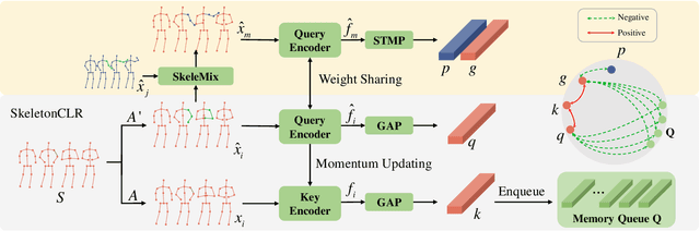 Figure 3 for Contrastive Learning from Spatio-Temporal Mixed Skeleton Sequences for Self-Supervised Skeleton-Based Action Recognition