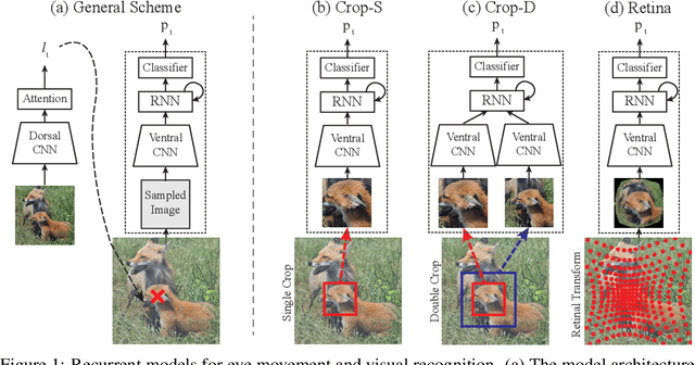 Figure 1 for Human Eyes Inspired Recurrent Neural Networks are More Robust Against Adversarial Noises