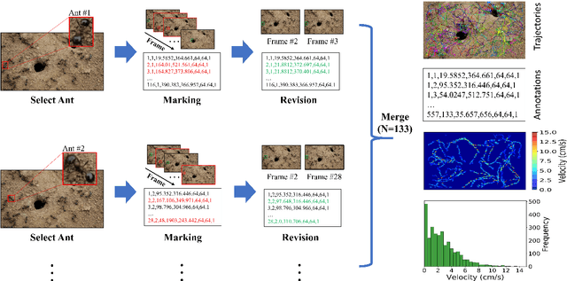 Figure 1 for A dataset of ant colonies motion trajectories in indoor and outdoor scenes for social cluster behavior study