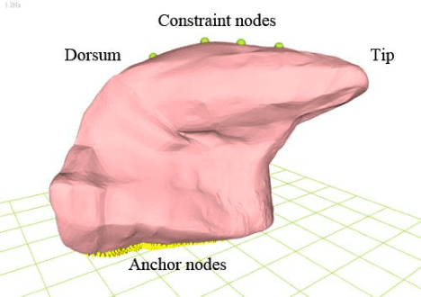 Figure 1 for Development of a 3D tongue motion visualization platform based on ultrasound image sequences