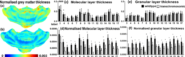 Figure 4 for Grey matter sublayer thickness estimation in themouse cerebellum