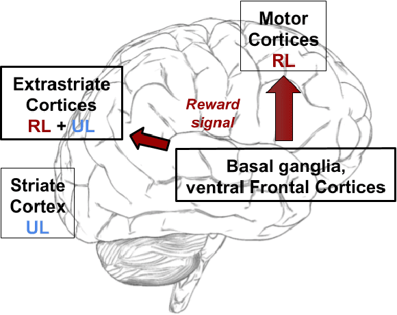Figure 3 for A Computational Model of Representation Learning in the Brain Cortex, Integrating Unsupervised and Reinforcement Learning