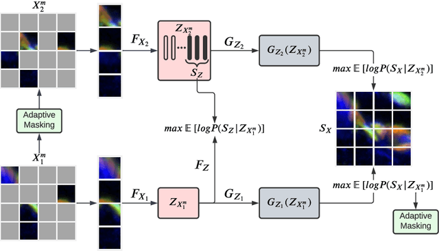 Figure 1 for Student Collaboration Improves Self-Supervised Learning: Dual-Loss Adaptive Masked Autoencoder for Brain Cell Image Analysis
