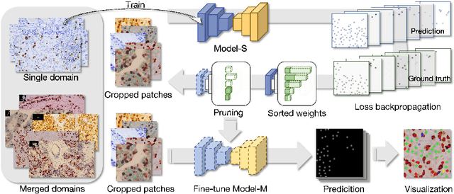 Figure 1 for Generalizing Nucleus Recognition Model in Multi-source Images via Pruning