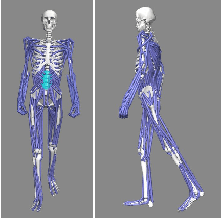 Figure 4 for Evaluating the Effect of Crutch-using on Trunk Muscle Loads