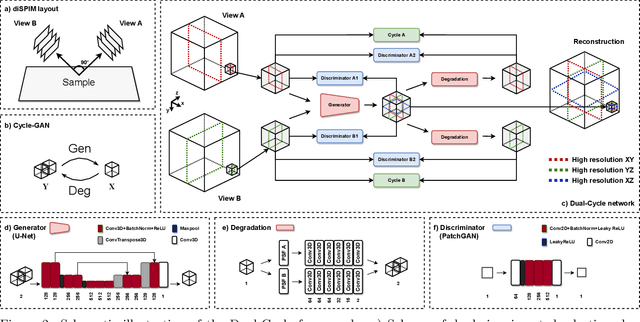 Figure 3 for Dual-Cycle: Self-Supervised Dual-View Fluorescence Microscopy Image Reconstruction using CycleGAN