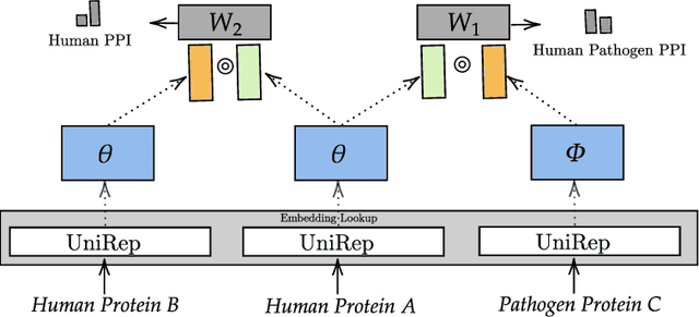 Figure 1 for A multitask transfer learning framework for the prediction of virus-human protein-protein interactions
