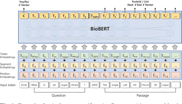 Figure 3 for Pre-trained Language Model for Biomedical Question Answering