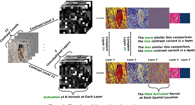 Figure 1 for How is Contrast Encoded in Deep Neural Networks?