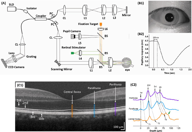 Figure 1 for Functional Optical Coherence Tomography for Intrinsic Signal Optoretinography: Recent Developments and Deployment Challenges