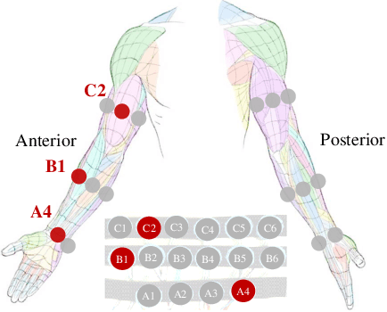 Figure 3 for Optimization of Forcemyography Sensor Placement for Arm Movement Recognition