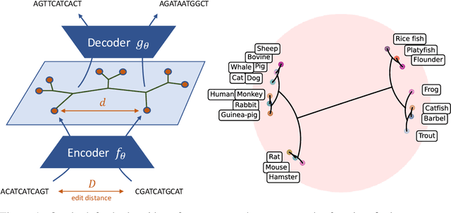 Figure 1 for Neural Distance Embeddings for Biological Sequences