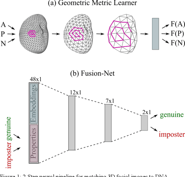 Figure 1 for 3D Facial Matching by Spiral Convolutional Metric Learning and a Biometric Fusion-Net of Demographic Properties