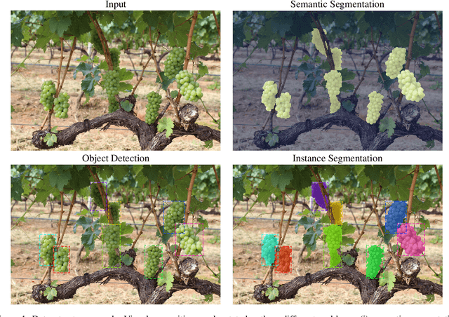 Figure 1 for Grape detection, segmentation and tracking using deep neural networks and three-dimensional association