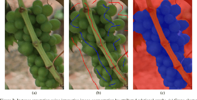 Figure 3 for Grape detection, segmentation and tracking using deep neural networks and three-dimensional association
