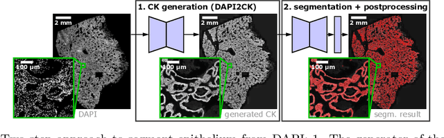 Figure 1 for Novel Deep Learning Approach to Derive Cytokeratin Expression and Epithelium Segmentation from DAPI