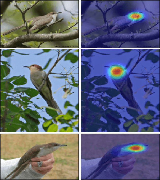 Figure 1 for Hierarchical Complementary Learning for Weakly Supervised Object Localization