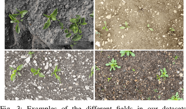 Figure 3 for Towards practical object detection for weed spraying in precision agriculture