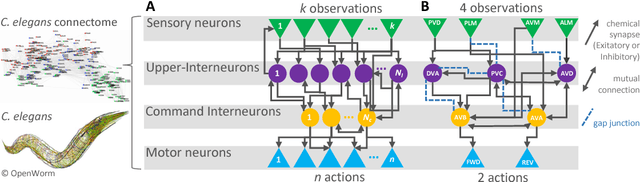 Figure 1 for Re-purposing Compact Neuronal Circuit Policies to Govern Reinforcement Learning Tasks