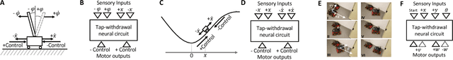 Figure 2 for Re-purposing Compact Neuronal Circuit Policies to Govern Reinforcement Learning Tasks