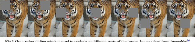 Figure 1 for White Box Methods for Explanations of Convolutional Neural Networks in Image Classification Tasks