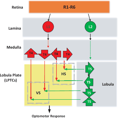 Figure 1 for A Directionally Selective Neural Network with Separated ON and OFF Pathways for Translational Motion Perception in a Visually Cluttered Environment