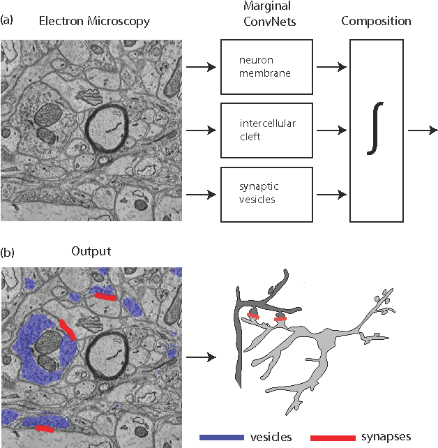 Figure 1 for Toward Streaming Synapse Detection with Compositional ConvNets