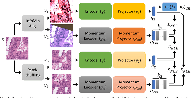 Figure 1 for IMPaSh: A Novel Domain-shift Resistant Representation for Colorectal Cancer Tissue Classification